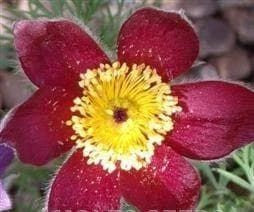 Pulsatilla rubra Seeds