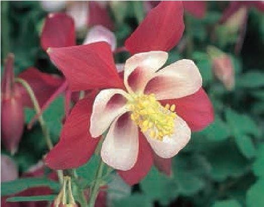 Aquilegia Swan F1 Hybrid Red and White Seeds