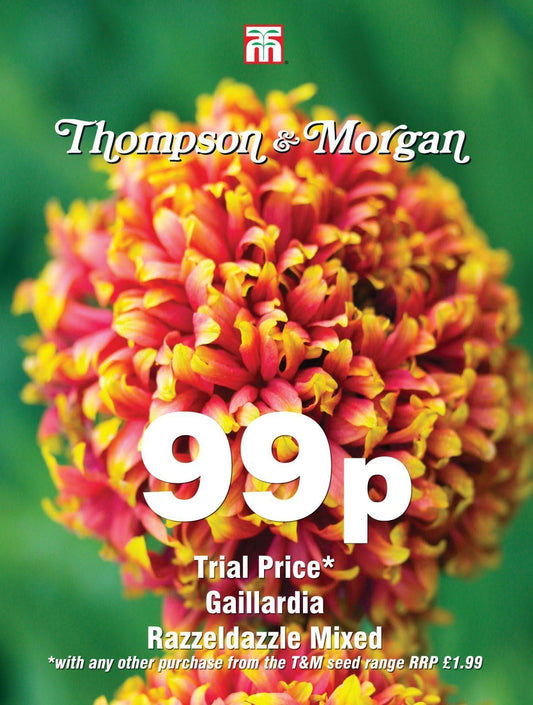 Thompson & Morgan - 99p Flower - Gaillardia - Razzeldazzle Mixed - 100 Seeds