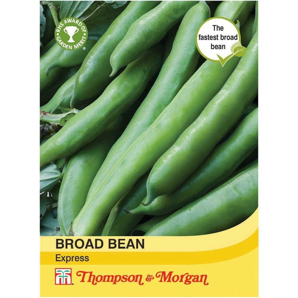 Thompson & Morgan Broad Bean Express 30 Seed