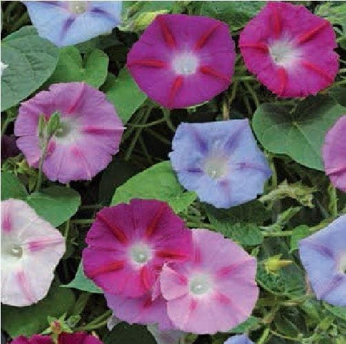 Morning Glory Ipomoea Electric Mix Seeds