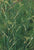 Fennel Common Green