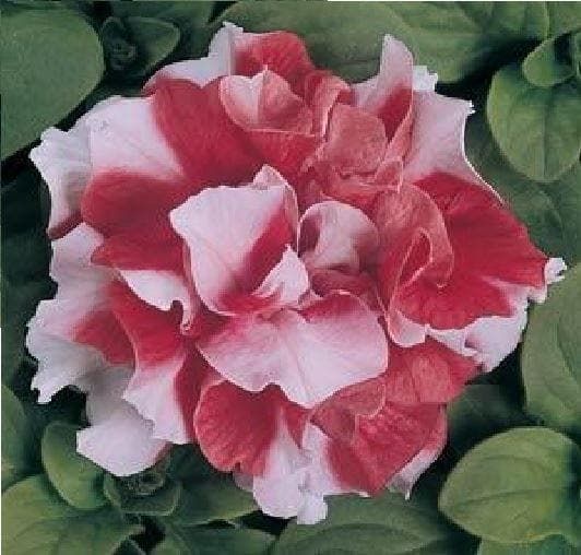Petunia Double Duo Red and White F1 Hybrid Seeds