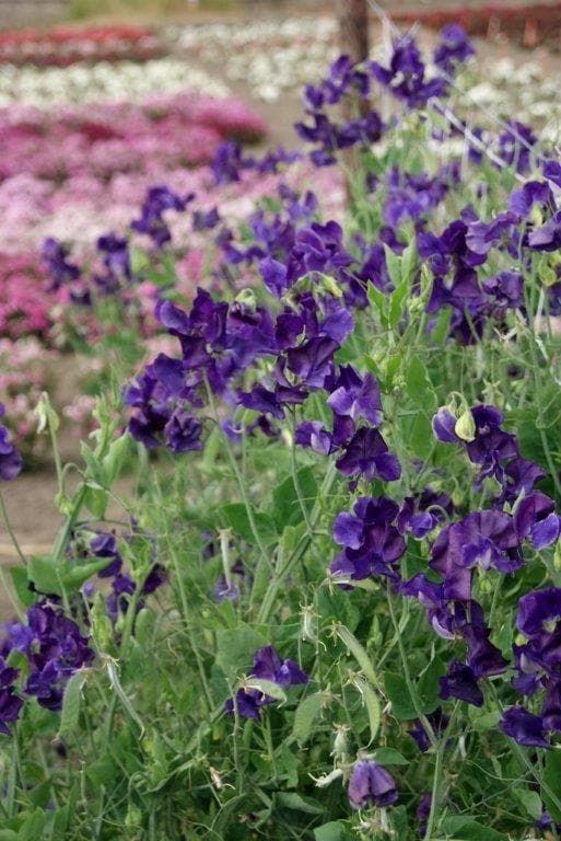 Sweet Pea Mammoth Navy Blue Seeds