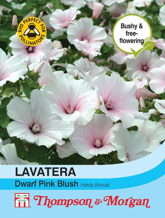 Thompson & Morgan - Flower - Lavatera - Dwarf Pink Blush - 80 Seeds