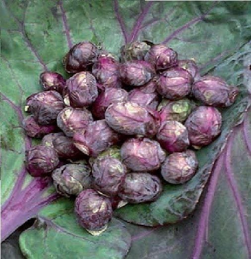 Brussels Sprout Red Bull Seeds