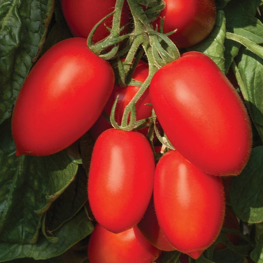 Tomato Nagina F1 Hybrid Seeds