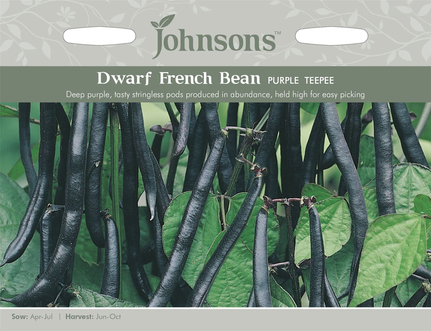 Johnsons Dwarf Bean Purple Teepee 100 Seeds