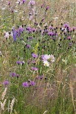 Wild Flower Meadow Mixture Bees and Butterflies Seeds