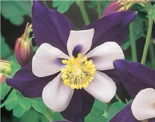 Aquilegia Swan F1 Hybrid Violet and White Seeds