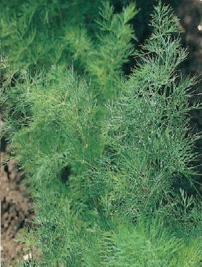 Common Dill Seeds