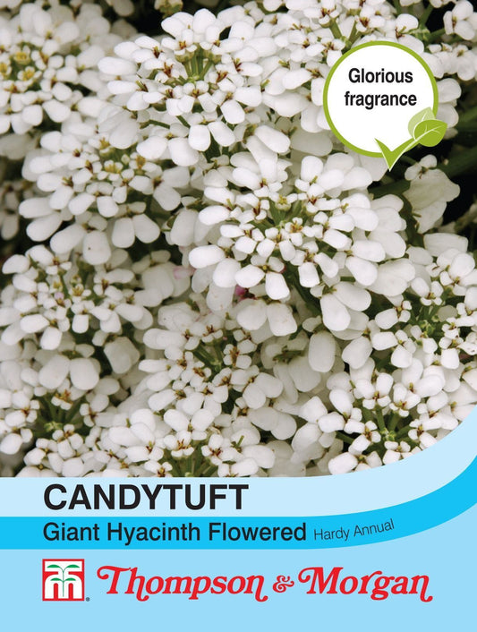 Thompson & Morgan Candytuft Giant Hyacinth Flowered Seed
