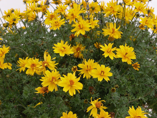 Bidens Gold Nuggets Seeds