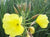 Oenothera Evening Primrose Biennis