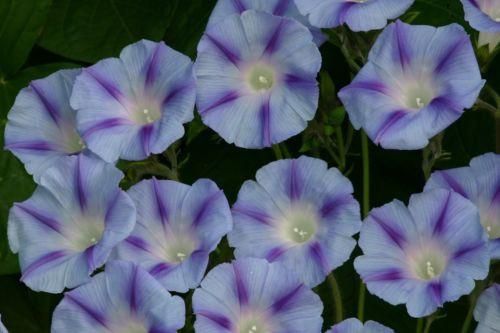 Morning Glory Ipomoea Blue Jay Seeds