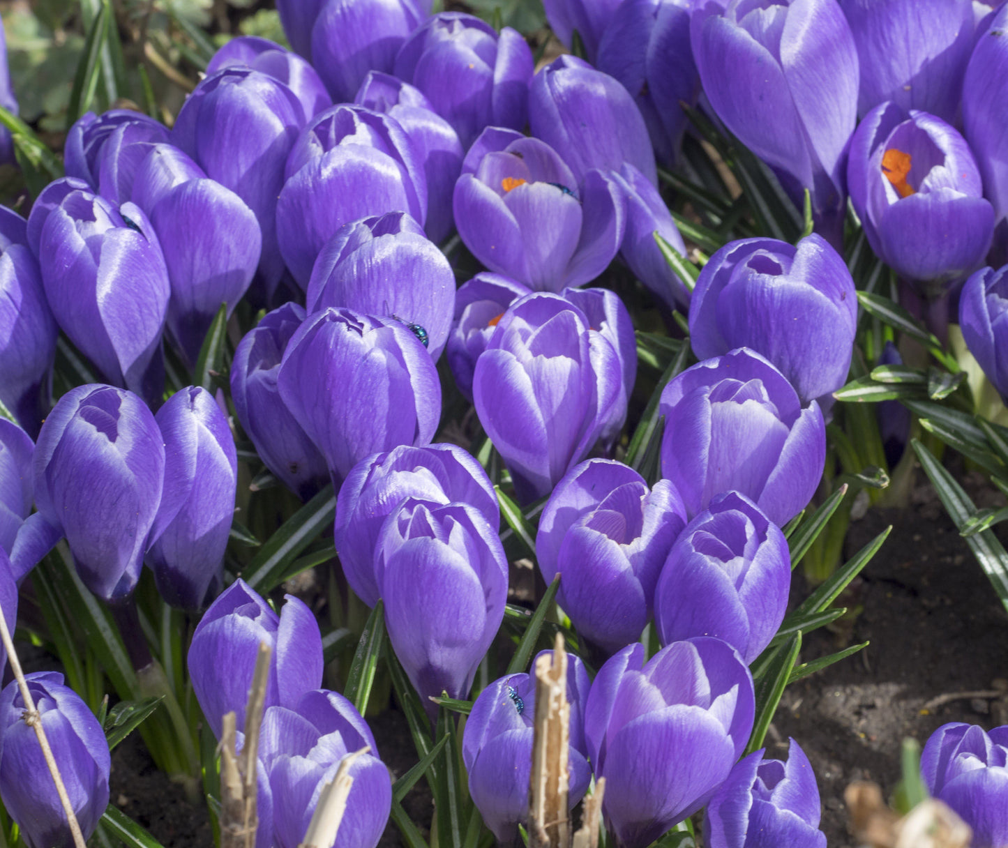 Crocus Bulbs - Large Spring Flowering Bulbs  - Blue