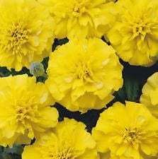 French Marigold Bonanza Yellow Seeds