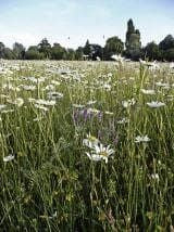 Wild Flower Meadow Mixture Wetlands Seeds