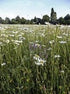 Wild Flower Meadow Mixture Wetlands