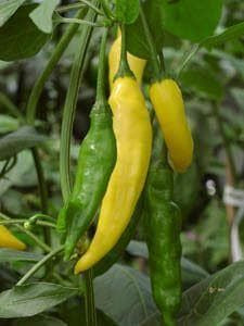 Pepper (Chilli) Hot Lemon Seeds