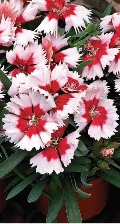 Dianthus Super Parfait Red Peppermint F1 Hybrid Seeds