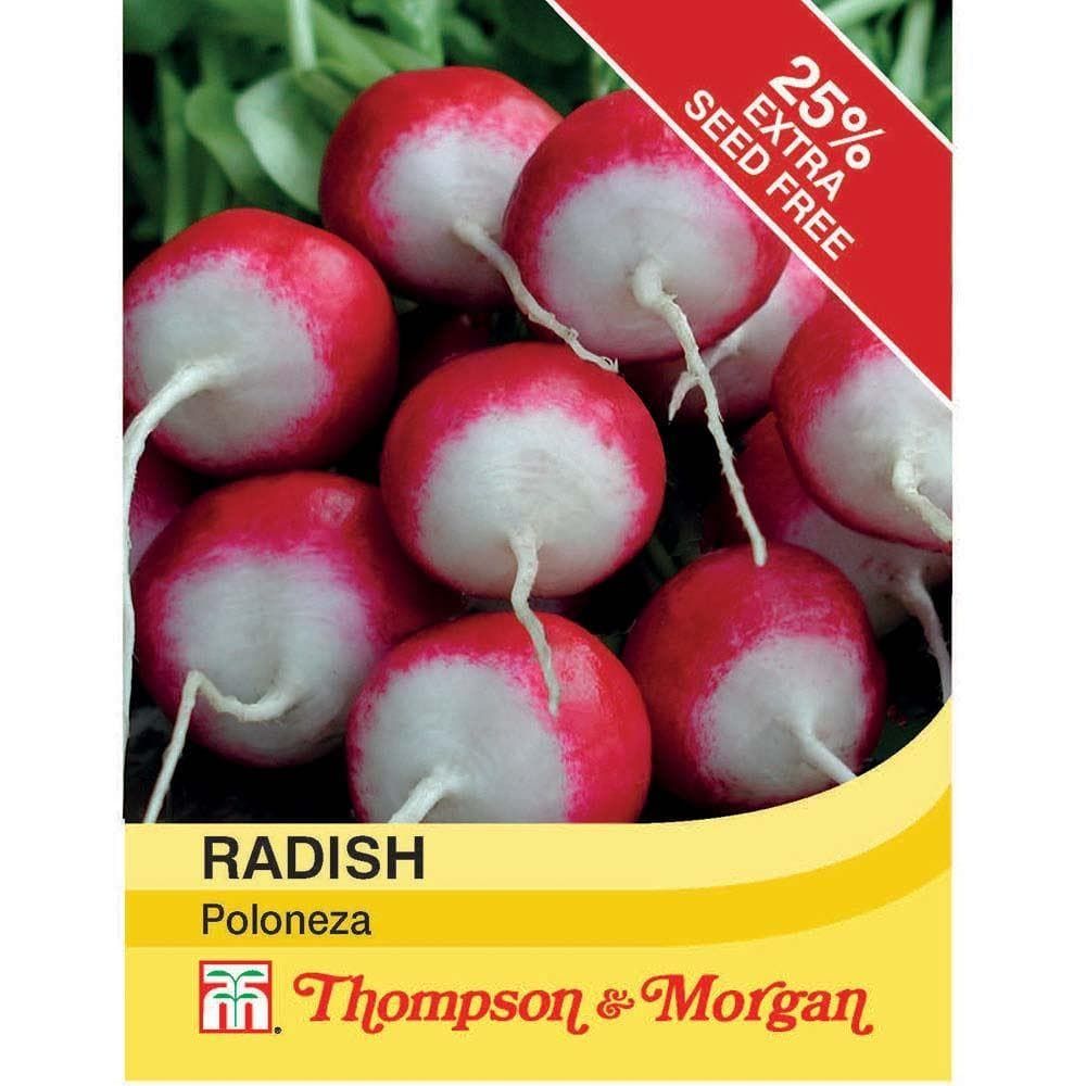 Thompson & Morgan - Vegetable - Radish - Poloneza - 500 Seeds