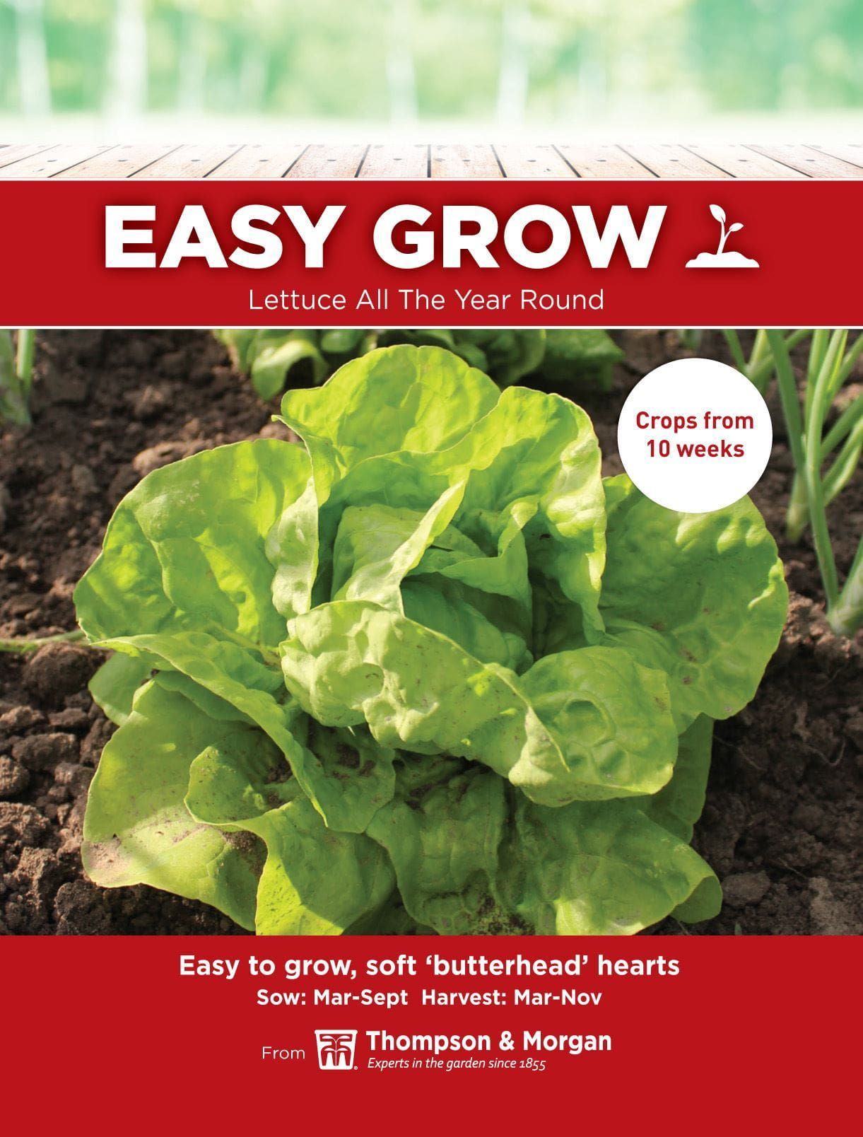 Thompson & Morgan - EasyGrow - Vegetable - Lettuce - All Year Round - 1000 Seeds