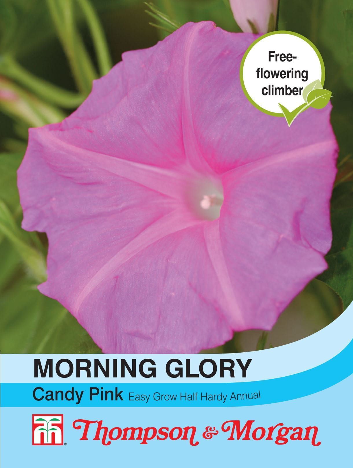 Thompson & Morgan Morning Glory Candy Pink 30 Seed