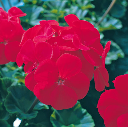 Geranium Horizon F1 Red Seeds