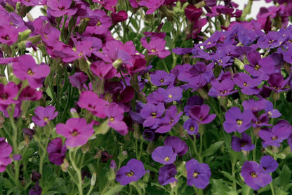 Aubrieta Katie F1 Hybrid Mixed Colours Seeds