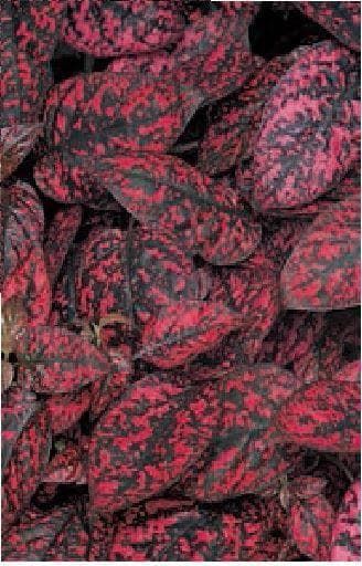 Hypoestes Splash Select Red Seeds
