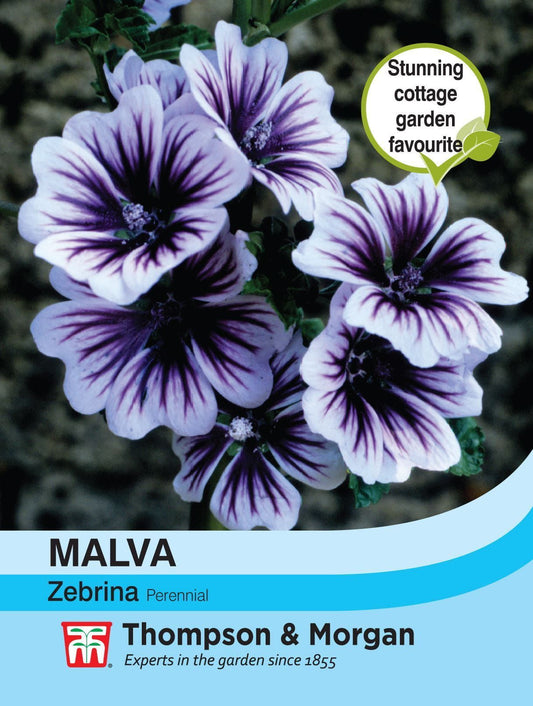Thompson & Morgan - Flower - Malva sylvestris - Zebrina - 50 Seeds