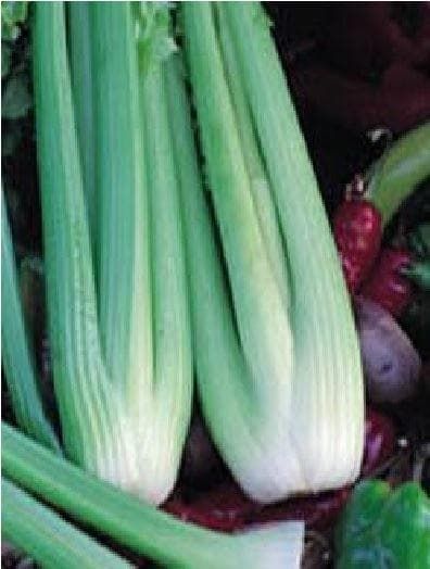 Celery Green Utah Seeds