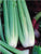 Celery Green Utah