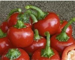 Pepper (Chilli) Rodeo F1 Hybrid Seeds
