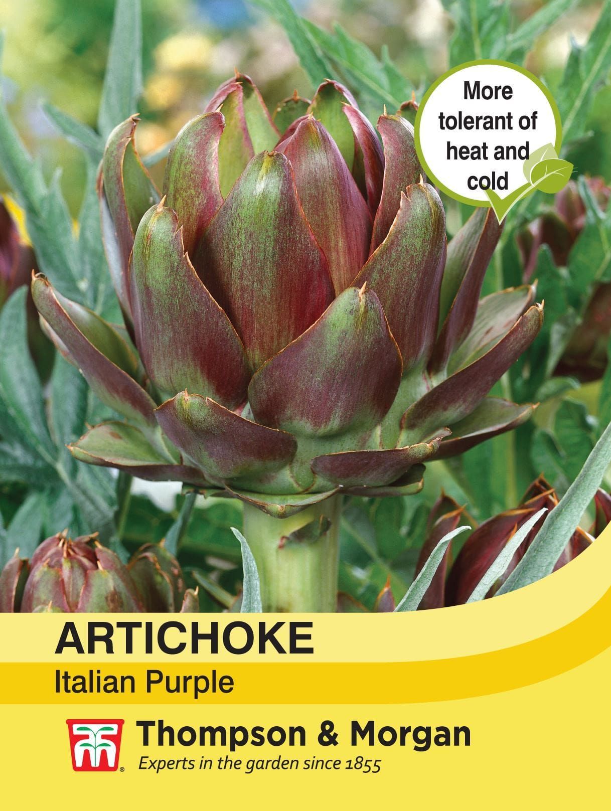 Thompson & Morgan - Vegetable - Artichoke - Italian Purple - 25 Seeds