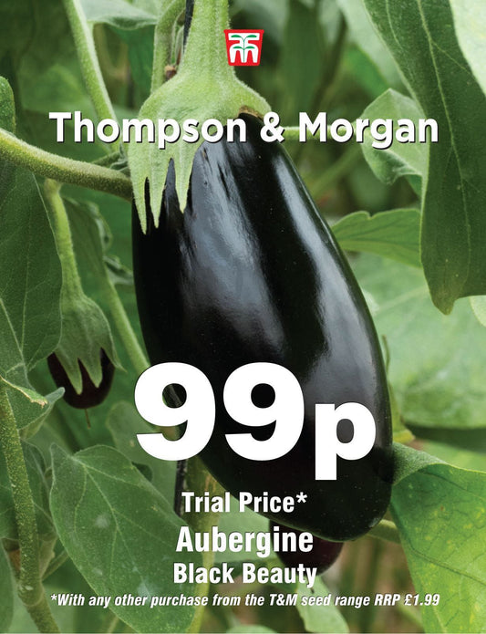 Thompson & Morgan Aubergine Black Beauty 8 Seed Only 99p