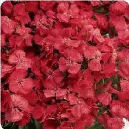 Sweet Wiliam Dianthus Sweet Coral F1 Hybrid Seeds