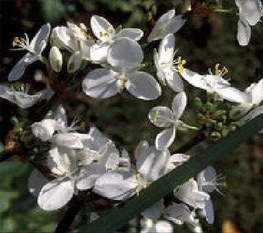 Libertia Grandiflora Seeds