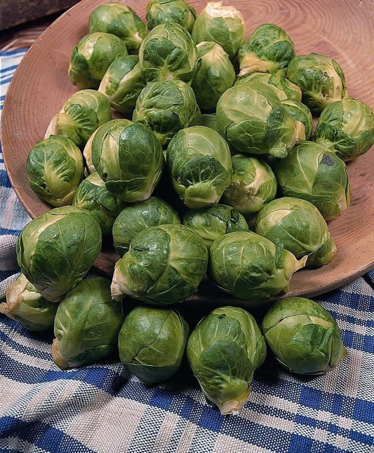 Brussels Sprout Seven Hills Seeds