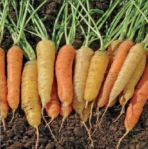 Carrot Rainbow F1 Hybrid Seeds