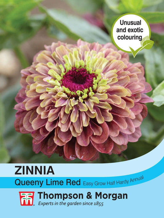 Thompson & Morgan - Flower - Zinnia - Queeny Lime Red - 20 Seeds