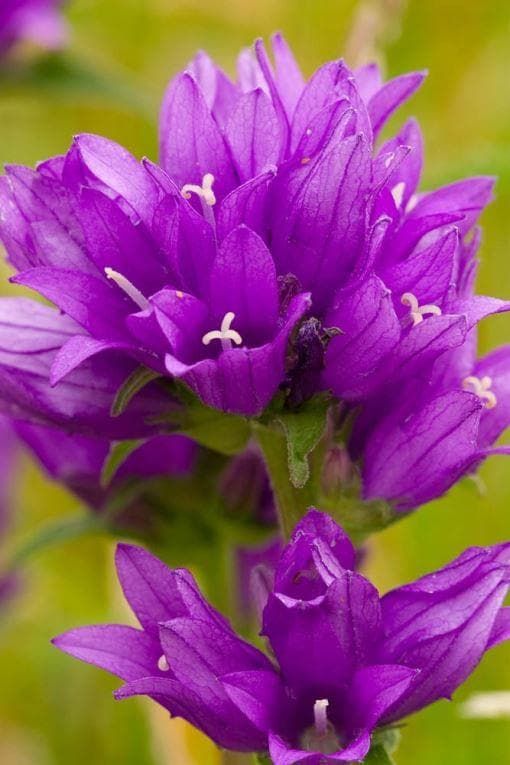 Wild Flower Clustered Bellflower Campanula glomerata Seeds