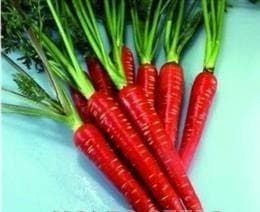 Carrot Red Samurai F1 Hybrid Seeds