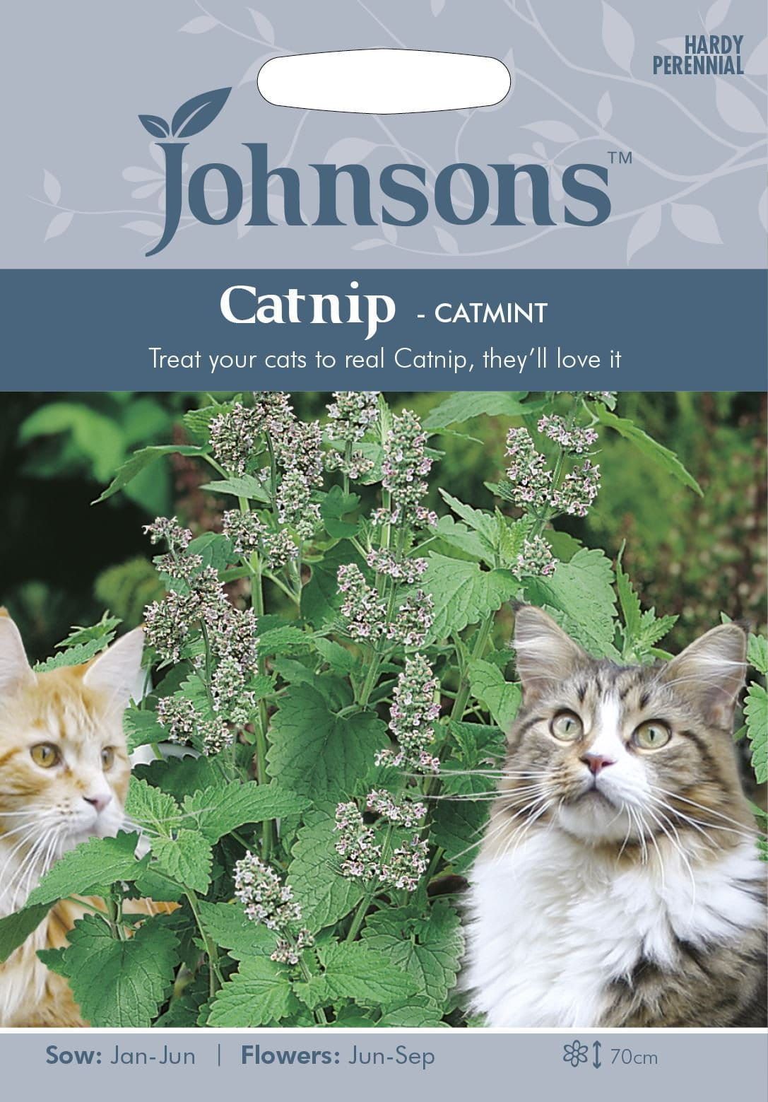 Johnsons Catmint Catnip 250 Seeds
