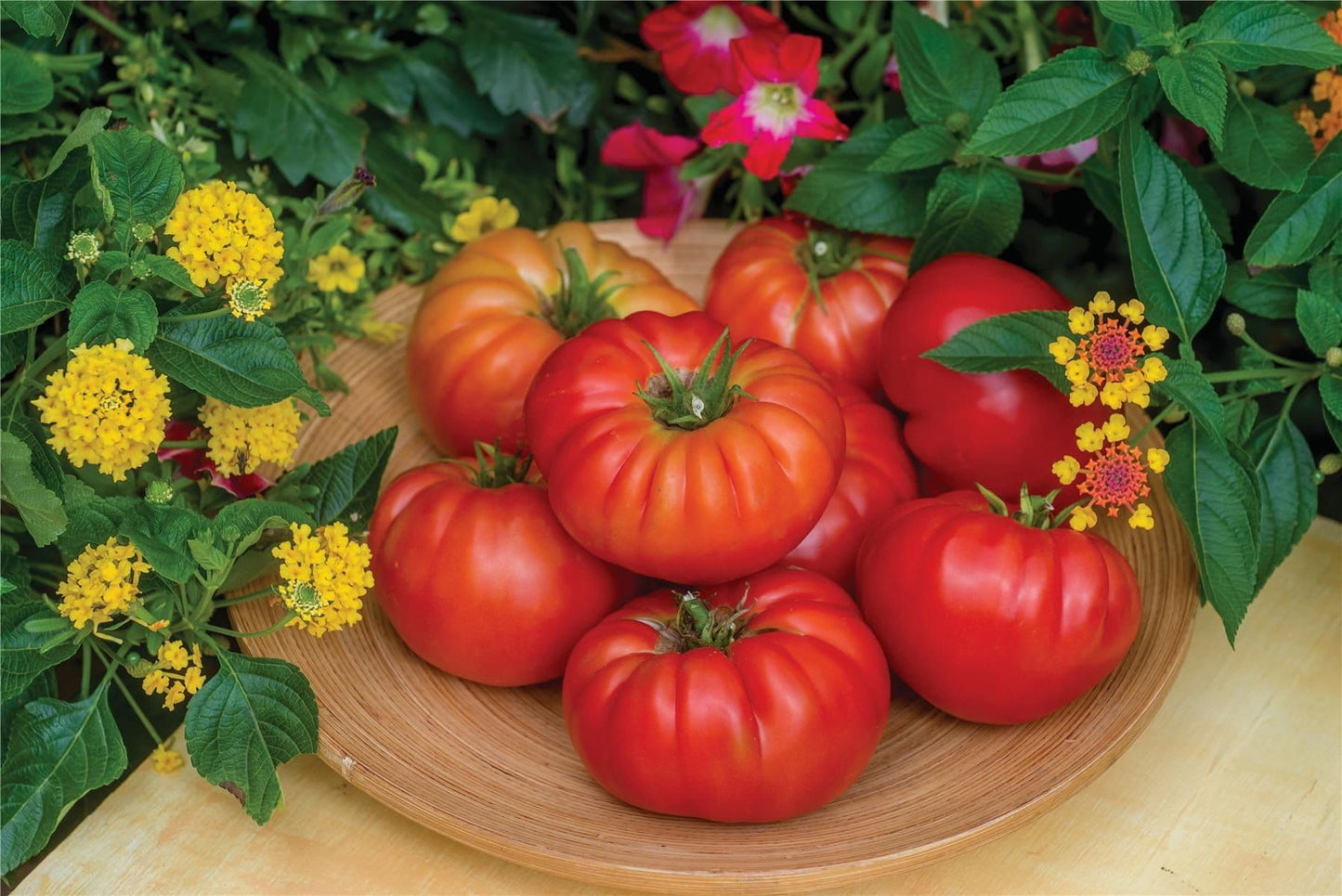 Tomato Bountiful F1 Hybrid Seeds