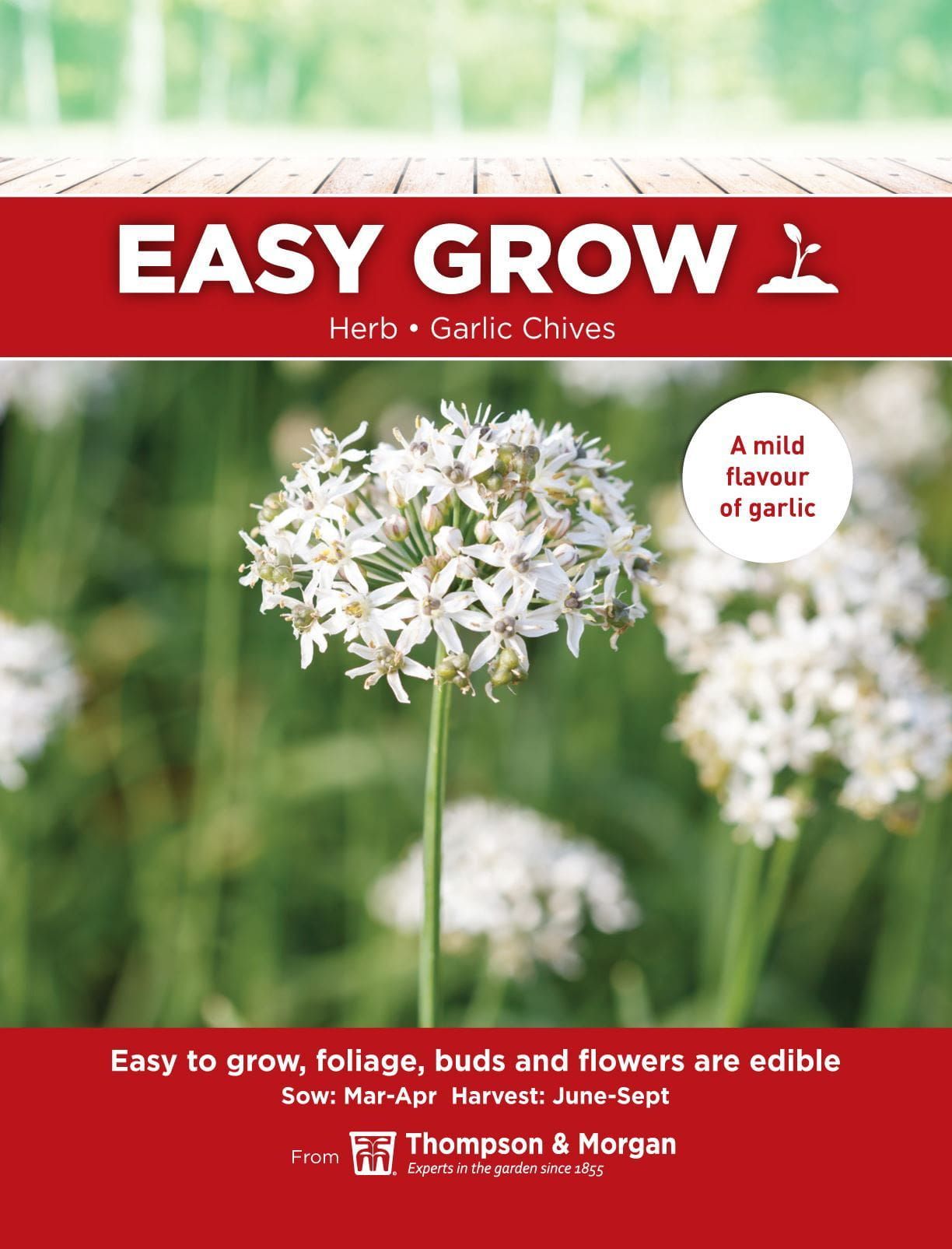 Thompson & Morgan - EasyGrow - Herb - Garlic Chives - 70 Seeds