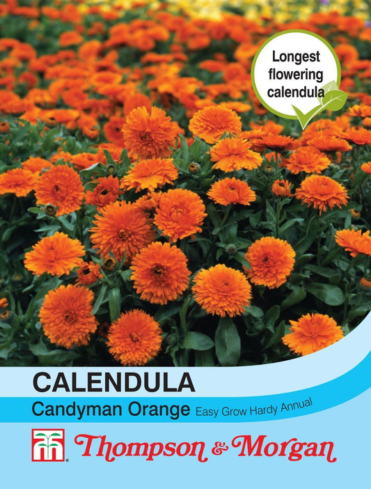 Thompson & Morgan Calendula Candyman Orange 100 Seed