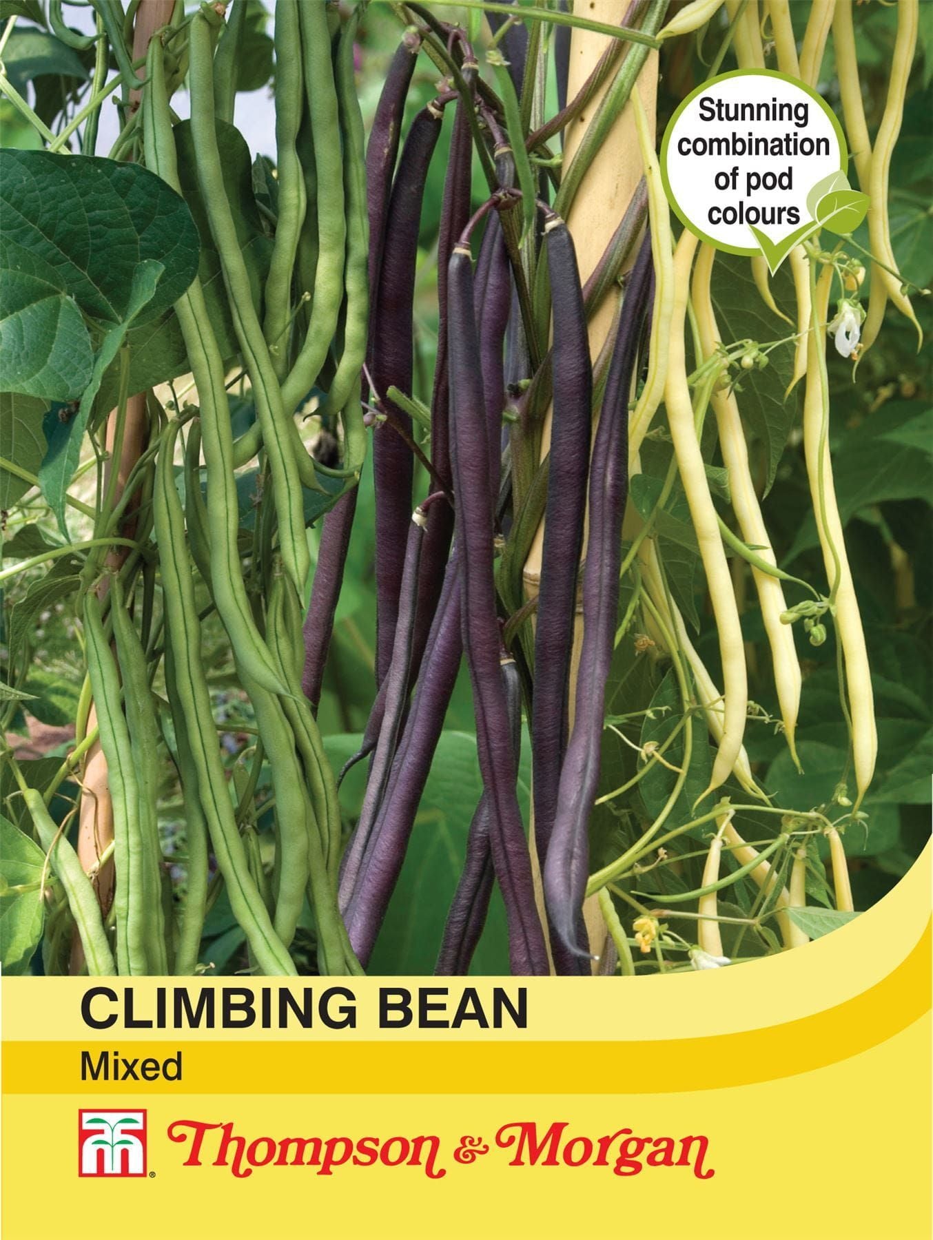 Thompson & Morgan - Vegetable - Climbing Bean - Mixed - 45 Seeds