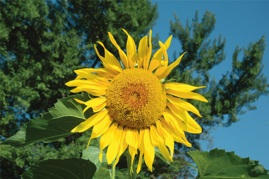 Sunflower - Pikes Peak  Seed- A True Giant